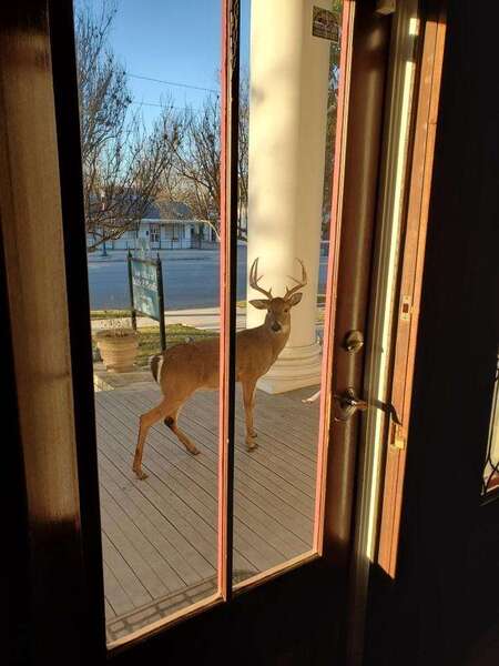 Attached picture Porch buck.jpg
